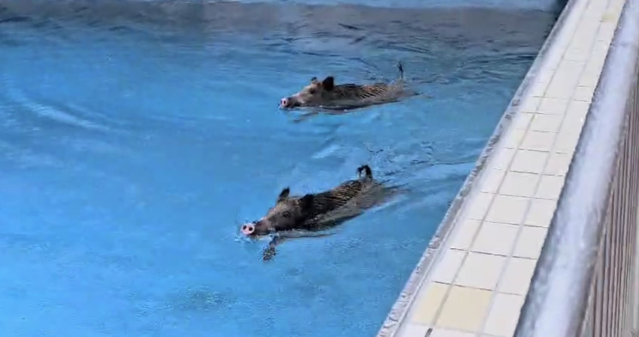 Wildschweine im Wellenbad schreiben Geschichte